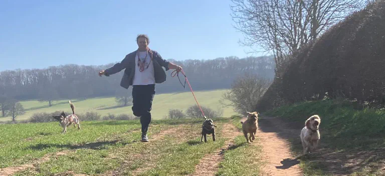 Walking dogs along a sunny countryside path.